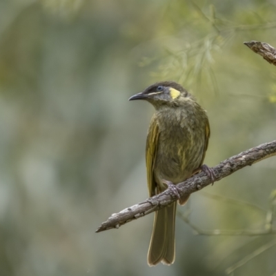 Meliphaga lewinii (Lewin's Honeyeater) at Tilba Tilba, NSW - 14 Dec 2021 by trevsci