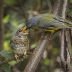 Eopsaltria australis (Eastern Yellow Robin) at Central Tilba, NSW - 14 Dec 2021 by trevsci