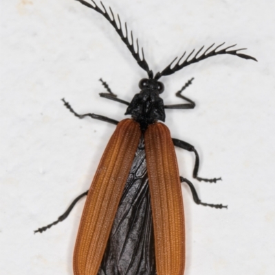 Porrostoma rhipidium (Long-nosed Lycid (Net-winged) beetle) at Melba, ACT - 28 Oct 2021 by kasiaaus
