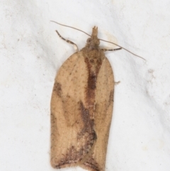 Epiphyas postvittana (Light Brown Apple Moth) at Melba, ACT - 28 Oct 2021 by kasiaaus