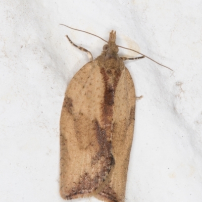 Epiphyas postvittana (Light Brown Apple Moth) at Melba, ACT - 28 Oct 2021 by kasiaaus