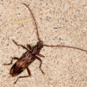 Phoracantha synonyma at Melba, ACT - 28 Oct 2021 08:24 PM