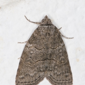 Calathusa sp nr dispila at Melba, ACT - 28 Oct 2021