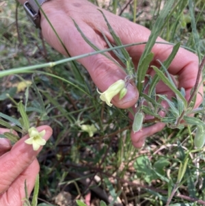 Billardiera scandens at Bungendore, NSW - 2 Jan 2022 03:04 PM