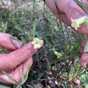 Billardiera scandens at Bungendore, NSW - 2 Jan 2022 03:04 PM