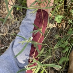 Billardiera scandens at Bungendore, NSW - 2 Jan 2022 03:04 PM