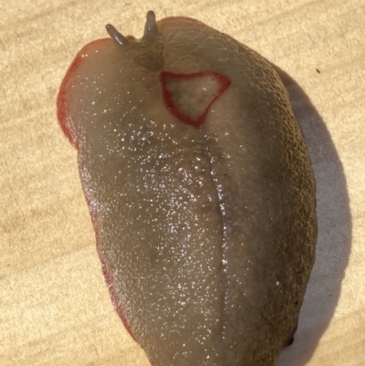 Triboniophorus graeffei (Red Triangle Slug) at Tinbeerwah, QLD - 2 Jan 2022 by pgwalsh