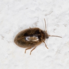 Scirtidae (family) at Melba, ACT - 28 Oct 2021 10:34 PM