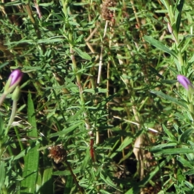 Epilobium billardiereanum subsp. cinereum (Hairy Willow Herb) at Hawker, ACT - 2 Jan 2022 by sangio7