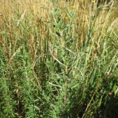 Epilobium billardiereanum subsp. cinereum at Hawker, ACT - 2 Jan 2022