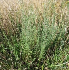 Epilobium billardiereanum subsp. cinereum at Hawker, ACT - 2 Jan 2022