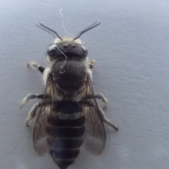 Megachile sp. (several subgenera) (Resin Bees) at McKellar, ACT - 2 Jan 2022 by Birdy