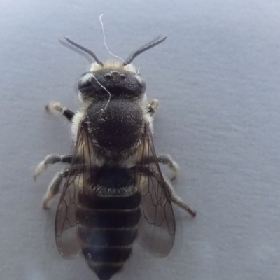 Megachile sp. (several subgenera) (Resin Bees) at McKellar, ACT - 2 Jan 2022 by Birdy