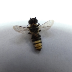 Megachile sp. (several subgenera) at McKellar, ACT - 2 Jan 2022