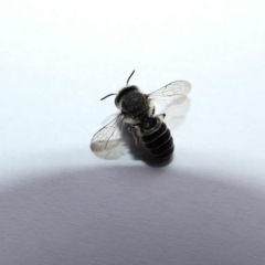 Megachile sp. (several subgenera) at McKellar, ACT - 2 Jan 2022