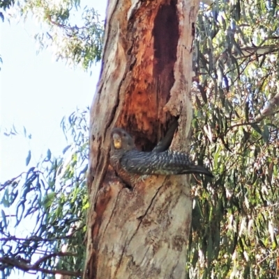 Callocephalon fimbriatum (Gang-gang Cockatoo) at Cook, ACT - 1 Jan 2022 by CathB