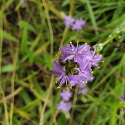 Caesia calliantha (Blue Grass-lily) at Cook, ACT - 15 Dec 2021 by SarahHnatiuk