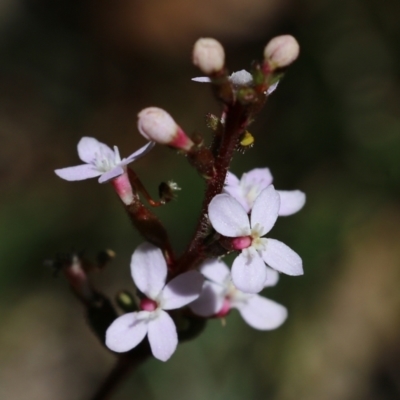 Stylidium (genus) (Trigger Plant) at Tura Beach, NSW - 29 Dec 2021 by KylieWaldon