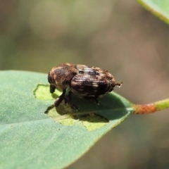 Neolaemosaccus sp. (genus) (A weevil) at Molonglo Valley, ACT - 1 Jan 2022 by CathB