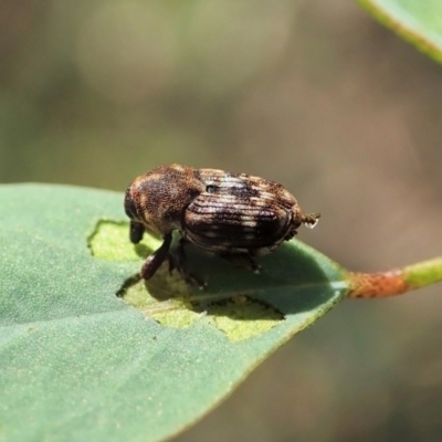 Neolaemosaccus sp. (genus) (A weevil) at Molonglo Valley, ACT - 1 Jan 2022 by CathB