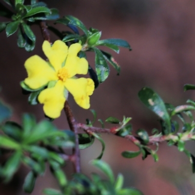 Hibbertia linearis at Tura Beach, NSW - 28 Dec 2021 by KylieWaldon