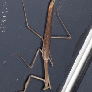 Archimantis latistyla at Higgins, ACT - 2 Jan 2022