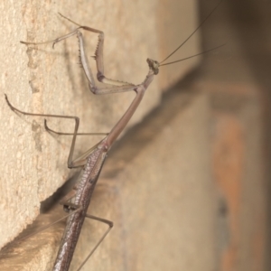 Archimantis latistyla at Higgins, ACT - 2 Jan 2022