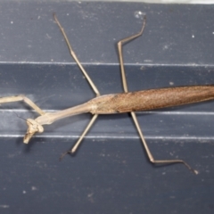 Archimantis latistyla at Higgins, ACT - 2 Jan 2022