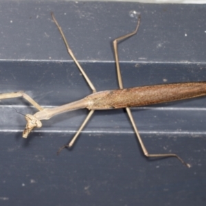 Archimantis latistyla at Higgins, ACT - 2 Jan 2022