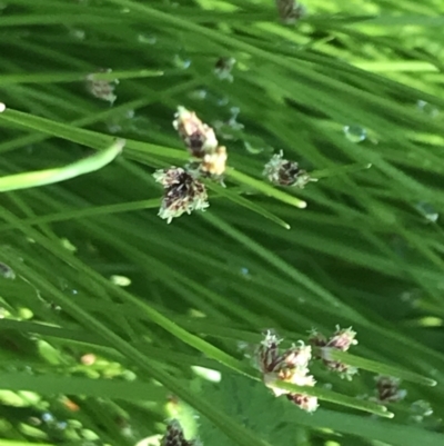 Isolepis habra (Wispy Club-sedge) at Rendezvous Creek, ACT - 21 Dec 2021 by Tapirlord