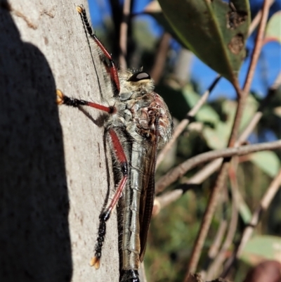 Neoaratus hercules (Herculean Robber Fly) at Aranda, ACT - 1 Jan 2022 by CathB