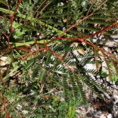 Acacia terminalis (Sunshine Wattle) at Tura Beach, NSW - 29 Dec 2021 by KylieWaldon