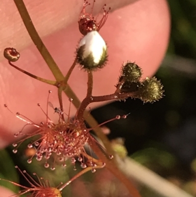 Drosera peltata (Shield Sundew) at Rendezvous Creek, ACT - 21 Dec 2021 by Tapirlord