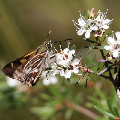 Hesperilla picta (Painted Skipper) at Tura Beach, NSW - 28 Dec 2021 by KylieWaldon