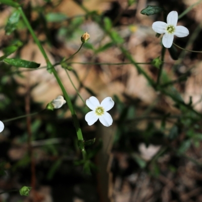 Mitrasacme polymorpha (Varied Mitrewort) at Tura Beach, NSW - 28 Dec 2021 by KylieWaldon