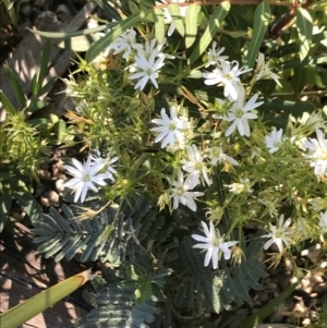 Stellaria pungens at Rendezvous Creek, ACT - 22 Dec 2021 07:04 AM