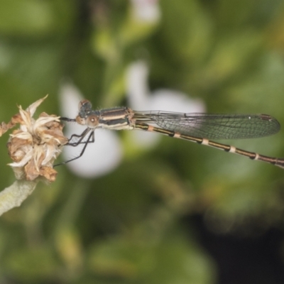 Austrolestes leda (Wandering Ringtail) at Higgins, ACT - 1 Jan 2022 by AlisonMilton