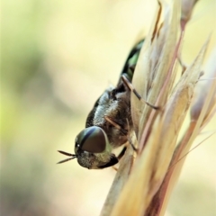 Odontomyia hunteri (Soldier fly) at Aranda Bushland - 31 Dec 2021 by CathB