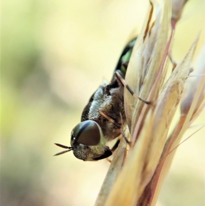 Odontomyia hunteri (Soldier fly) at Molonglo Valley, ACT - 1 Jan 2022 by CathB