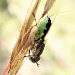 Odontomyia hunteri at Molonglo Valley, ACT - 1 Jan 2022 08:20 AM