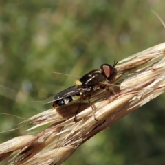 Odontomyia hunteri at Molonglo Valley, ACT - 1 Jan 2022 08:20 AM