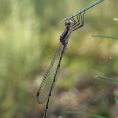 Austrolestes leda (Wandering Ringtail) at Molonglo Valley, ACT - 31 Dec 2021 by CathB