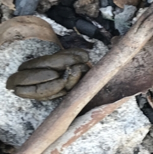 Phalangeridae (family) at Rendezvous Creek, ACT - 22 Dec 2021 07:33 AM