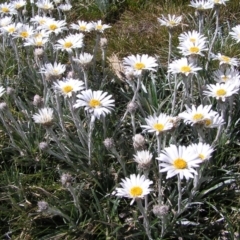 Celmisia costiniana (Costin's Snow Daisy) at Geehi, NSW - 29 Dec 2021 by MatthewFrawley