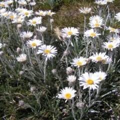 Celmisia costiniana (Costin's Snow Daisy) at Geehi, NSW - 28 Dec 2021 by MatthewFrawley