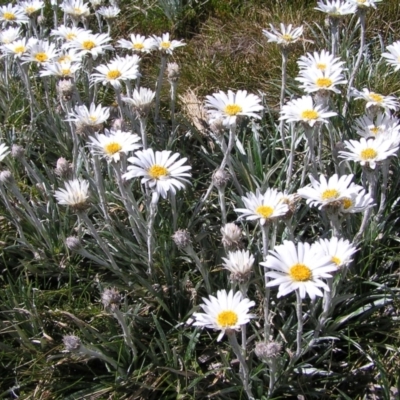 Celmisia costiniana (Costin's Snow Daisy) at Geehi, NSW - 29 Dec 2021 by MatthewFrawley