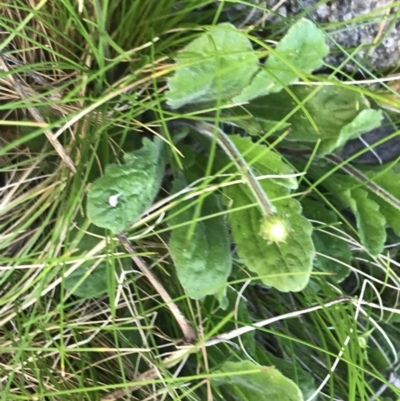Pappochroma nitidum (Sticky Fleabane) at Rendezvous Creek, ACT - 22 Dec 2021 by Tapirlord