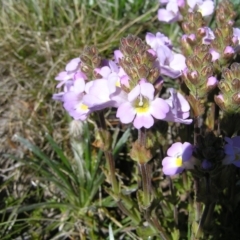 Euphrasia collina subsp. diversicolor (Variable Eyebright) at Geehi, NSW - 29 Dec 2021 by MatthewFrawley