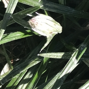 Celmisia tomentella at Rendezvous Creek, ACT - 22 Dec 2021