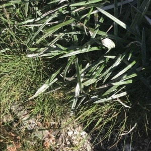 Celmisia tomentella at Rendezvous Creek, ACT - 22 Dec 2021